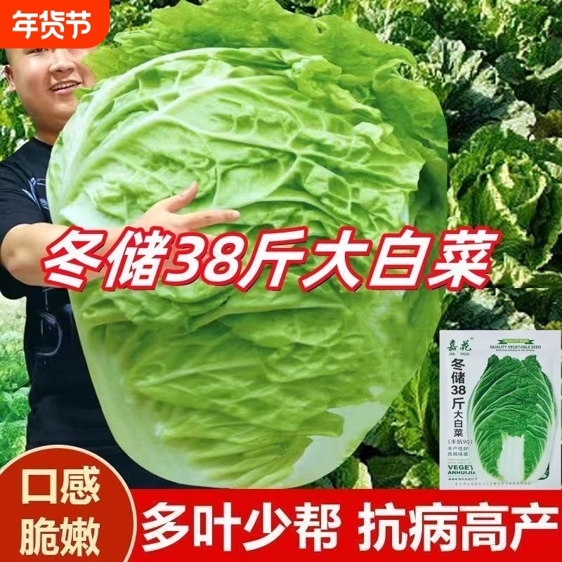 冬储38斤大白菜种子山东大白菜种籽包心白菜种子抗病高产多叶白菜,鲜花速递/花卉仿真/绿植园艺,其它园艺用品,淘宝优惠券,粉丝福利购,淘宝优惠卷