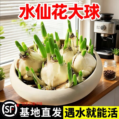 水仙花种球特大漳州重瓣水仙花水培好养盆栽种子室内室内植物花卉