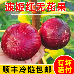 顺丰包邮四川新鲜无花果红皮鲜果孕妇儿童可食波姬红超甜水果整箱