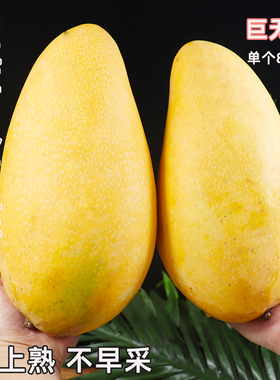 正宗海南金煌芒纸核芒果树上熟10金皇芒金黄芒新鲜水仙芒鲜甜多汁