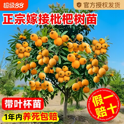 大五星枇杷苗树无核琵琶果