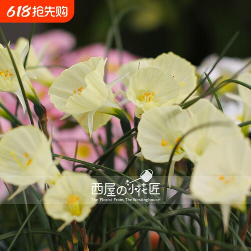 春季花期 仙气围裙水仙传奇Narcissus Sporit 多年生球根花卉种球
