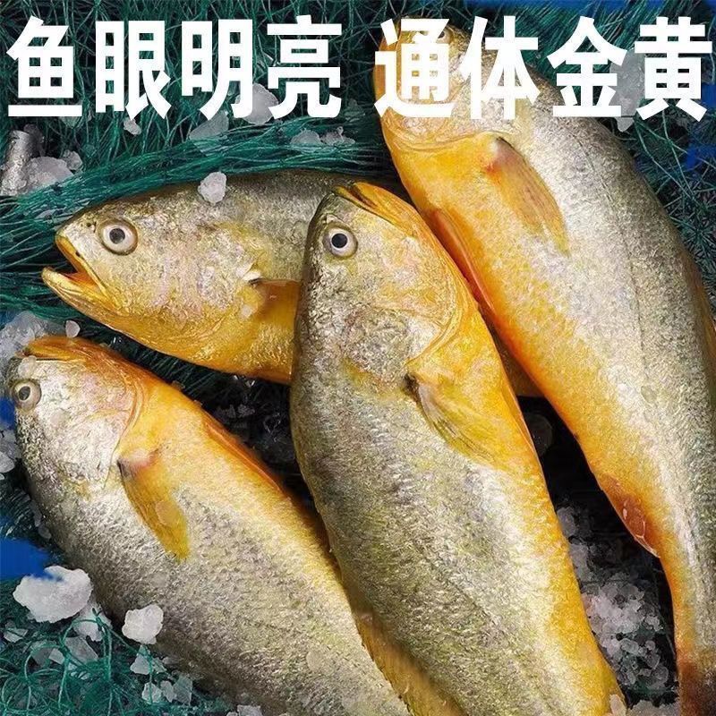 冰鲜速冻大黄鱼特大黄鱼新鲜冷冻大黄花鱼新鲜冷冻水产整箱海鱼