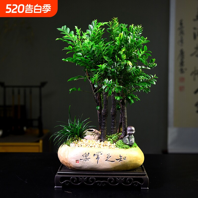 紫檀盆栽客厅桌面绿植室内好养小盆景装饰摆件植物办公桌小叶造型