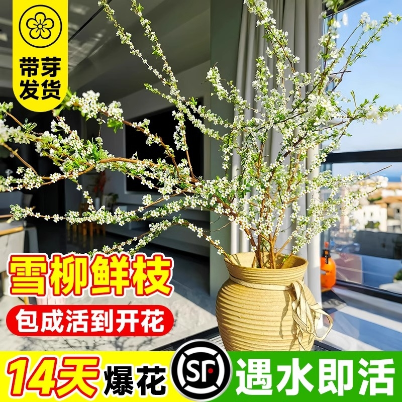 雪柳鲜枝水培带花苞遇水开花