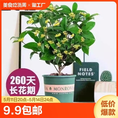 桂花树苗四季桂盆栽室内阳台庭院浓香型花卉植物客厅好养桌面老桩