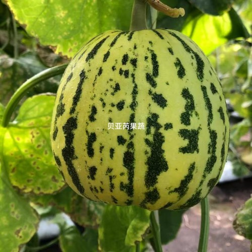花蕾甜瓜薄皮甜瓜新鲜现摘应季水果新鲜水果甜蜜多汁