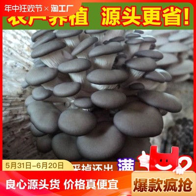 蘑菇种植包菌种菌包学生儿童盆栽食用菌菇红黄黑平菇直发客厅室内