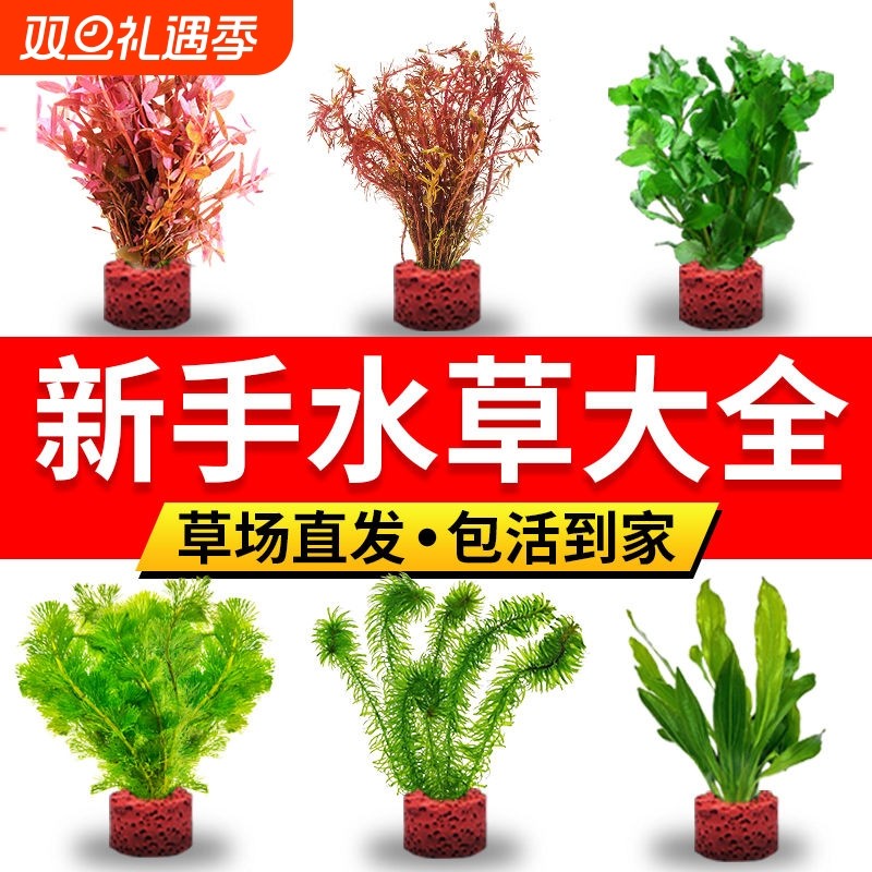 火山石水草植物鱼缸造景真草水榕阴性绿菊净化水培蜈蚣草水质套餐