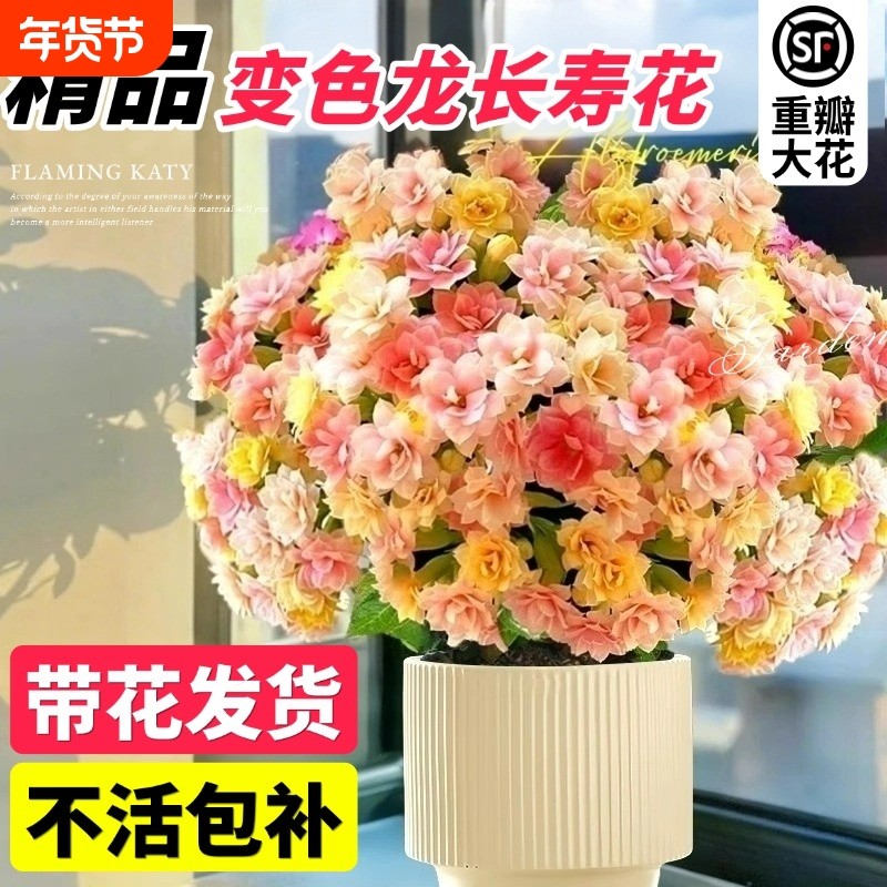 长寿花盆栽带花苞四季开花重瓣大花花苗变色龙室内好养花卉绿植物