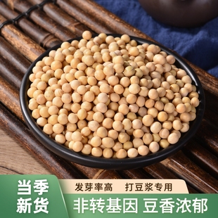 山西黄豆打豆浆专用大豆农家自种非转基因发豆芽豆大粒饱满新货