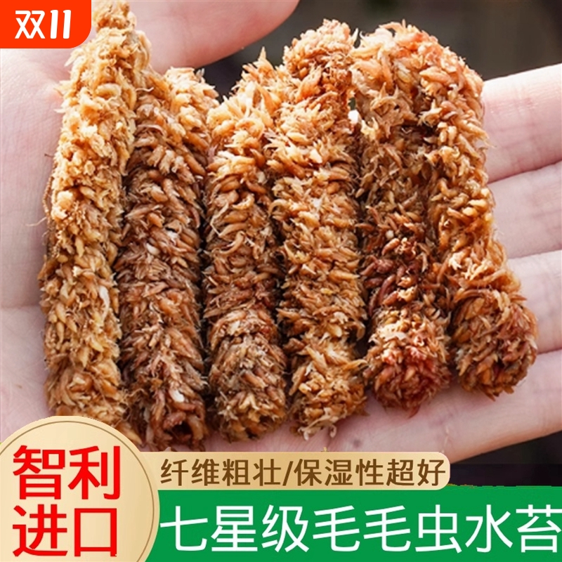 智利进口毛毛虫水苔蝴蝶兰专用水苔七星干苔藓兰花营养土苔藓植料