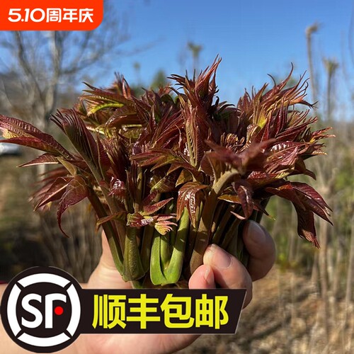 山东香椿芽新鲜露天头茬香椿芽