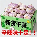 2025年新干蒜紫皮干蒜大蒜头批发新鲜金乡紫白皮大瓣蒜散装 腌制