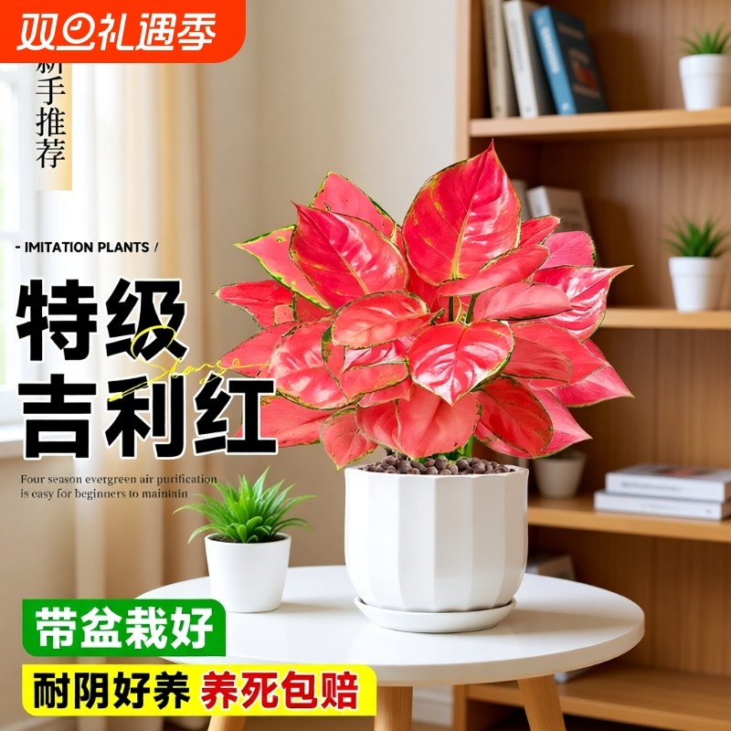 吉利红如意皇后特级绿植物室内桌面花卉小盆栽四季红火高颜好养活