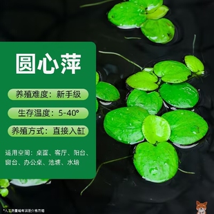 产地直发圆心萍牡丹萍鱼缸龟缸漂浮水草净水造景无需泥土乡村好物