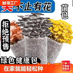 蘑菇种植包菌种菌包家种学生儿童盆栽食用菌红黄黑平菇新菌菇客厅