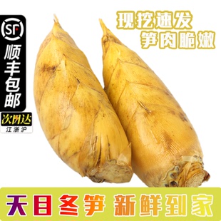 顺丰包邮临安冬笋新鲜现挖带壳冬笋两头尖黄泥楠竹笋小脚竹笋春笋