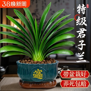 君子兰盆栽带花苞四季好养名贵绿植花卉精品国宝级特大号室内植物