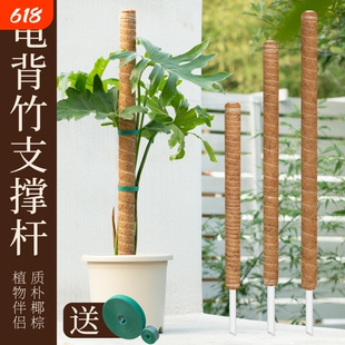 龟背竹支撑杆植物绿萝攀爬柱爬藤固定神器棕榈椰棕柱老桩防倒专用