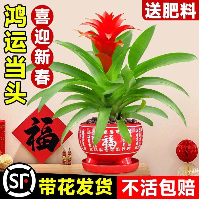 鸿运当头盆栽带花水培绿植四季开花发财树植物室内外客厅红掌花卉
