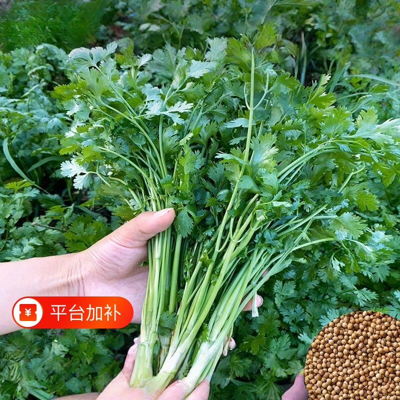 香菜种子速生耐寒耐热老品种小叶香菜籽大芫荽种孑多季种植蔬菜籽