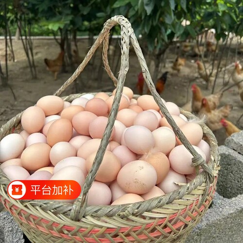 九华山散养土鸡蛋|超2000次加购