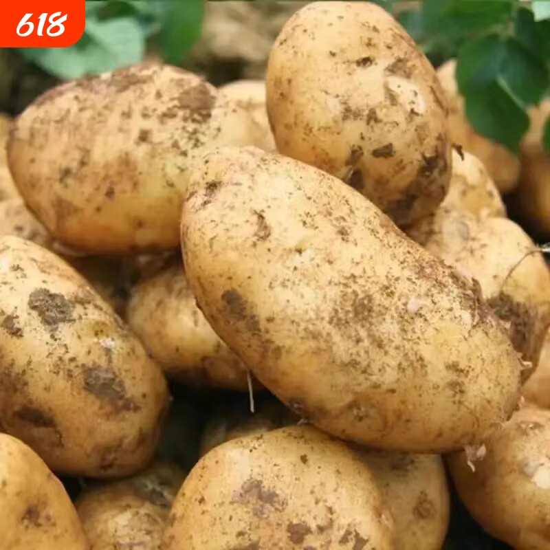 土豆新鲜2026年农家种植黄皮马铃薯今年新洋芋现挖