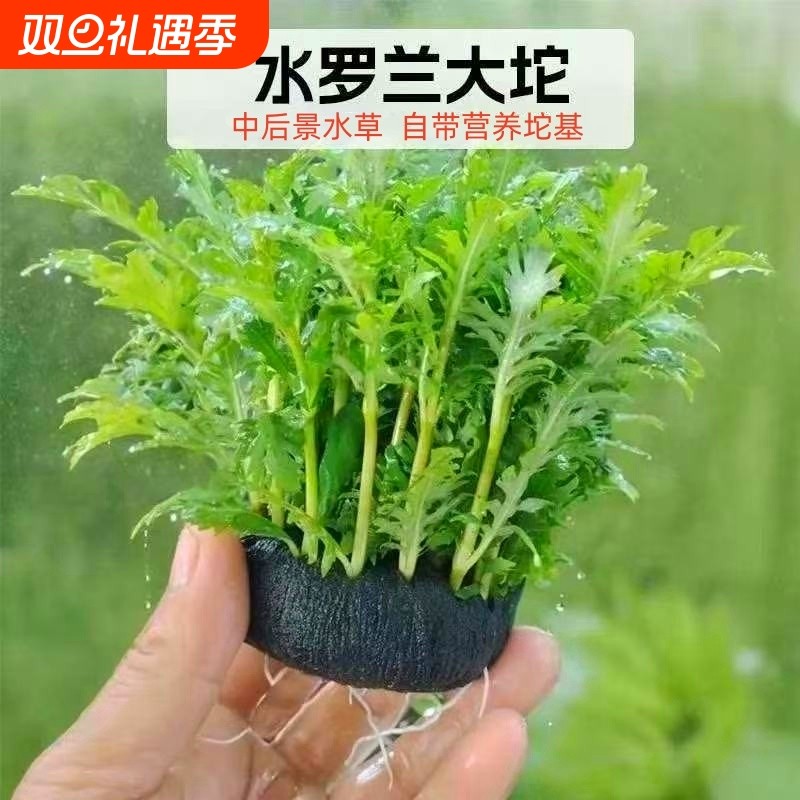 水罗兰坨草营养底座养鱼水草红波植物红色阴性好养活鱼缸造景淡水