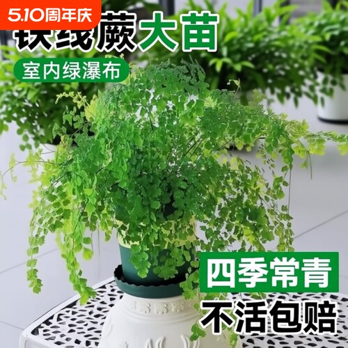 铁线蕨盆栽绿植客厅吸甲醛凤尾蕨草室内耐阴狼尾蕨类植物天门冬