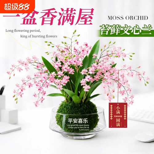 带花剑多色梦香浓香好养香水文心兰室内可水培盆栽耐阴花卉绿植物
