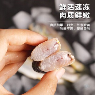 新鲜黄花鱼东海野生批发黄花鱼特级小黄鱼鲜活冷冻黄花鱼生鲜海鲜