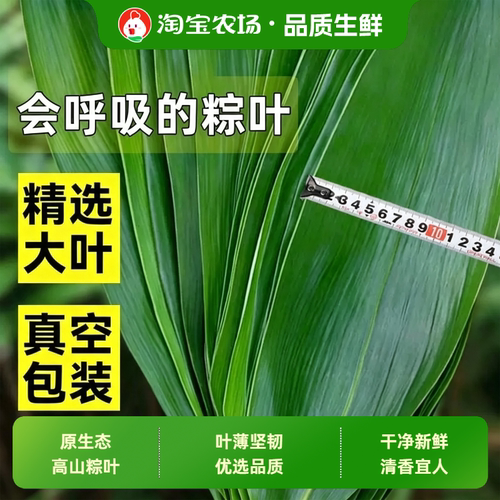 粽叶新鲜棕子大号包粽子专用芦苇干家商旗舰店野生现摘真空食用