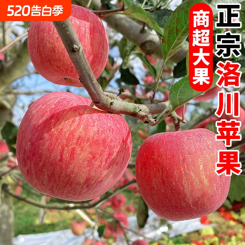 正宗陕西洛川苹果水果新鲜当季整箱红富士冰糖心一级脆甜10包邮斤