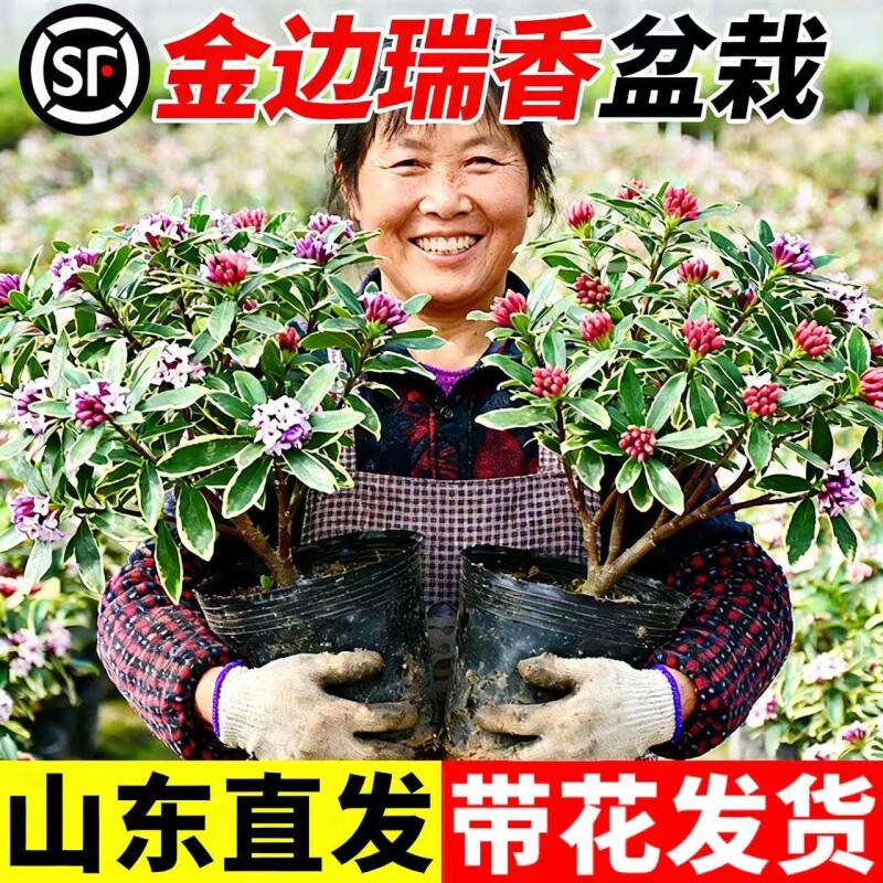 金边瑞香盆栽浓香型带花苞室内客厅阳台耐寒老桩大苗好养花卉植物