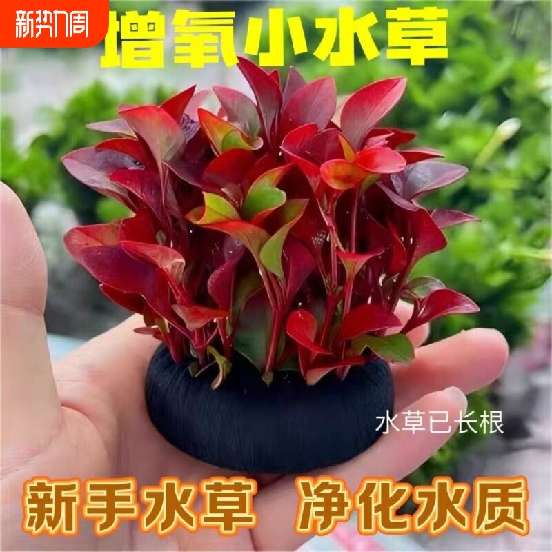 红波坨草沉底水草底座水罗兰鱼缸增氧中后景植物海缸水质套餐螃蟹