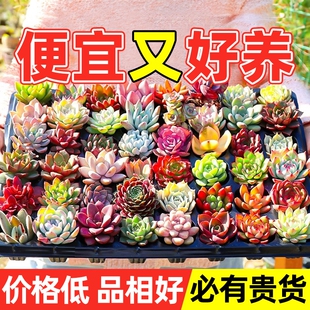 多肉植物大颗好养室内小盆栽绿植物花卉批发价有贵货幼儿园易存活