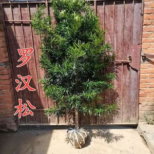 罗汉松树苗盆景小叶雀舌室外庭院盆栽地栽迎客大造型树桩绿化植物