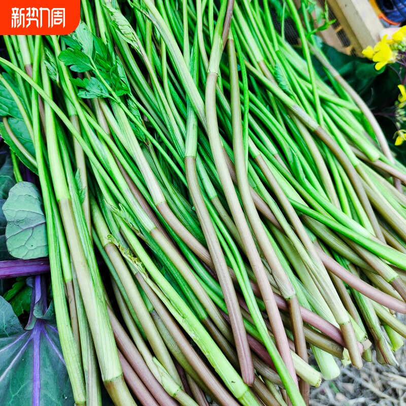 应季蔬菜野芹菜水芹菜湖北新鲜野生现采摘现发洪湖令蔬菜