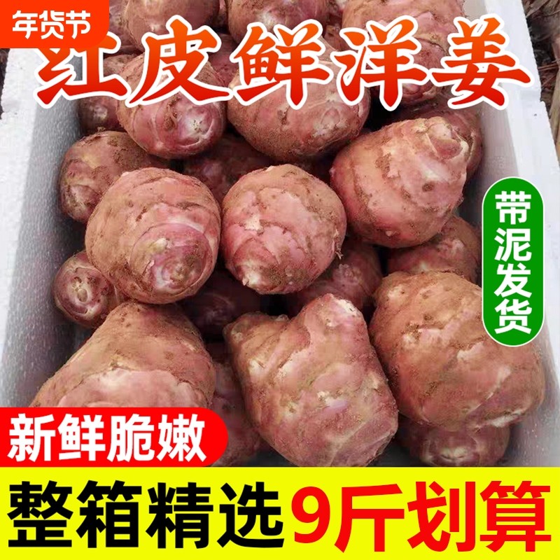 新鲜红洋姜农家蔬菜姜不辣腌制鬼子姜菊芋头泡菜腌菜9斤包邮,水产肉类/新鲜蔬果/熟食,生姜/南姜,淘宝优惠券,粉丝福利购,淘宝优惠卷