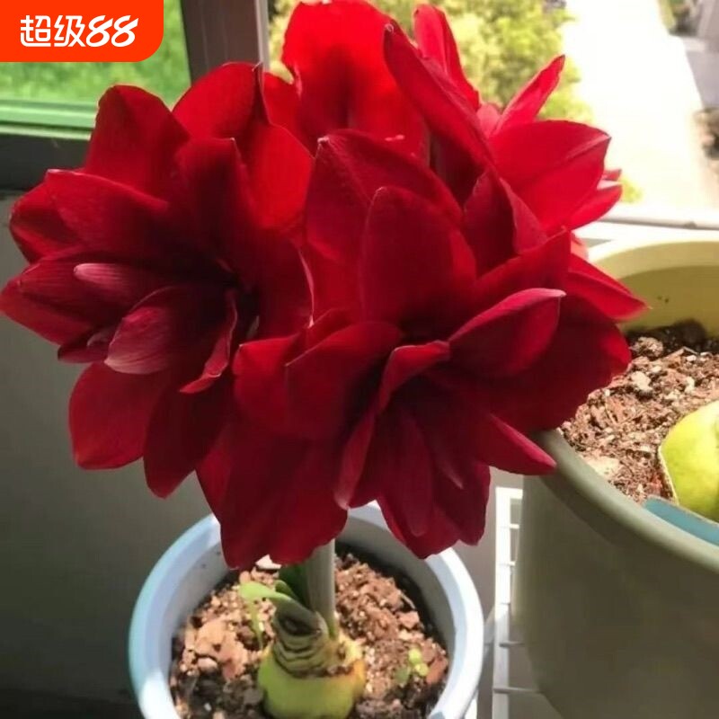 【四季芬芳】浓香型朱顶红重瓣大球花卉盆栽室内客厅阳台绿植花卉图片