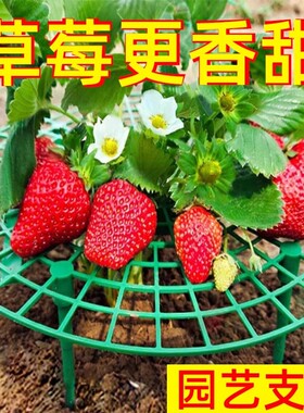 草莓托果网防虫水果桃子蓝莓专用