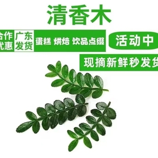 新鲜清香木叶子咖啡装 饰烘焙蛋糕提拉米苏点缀摆盘花西餐食用庭院