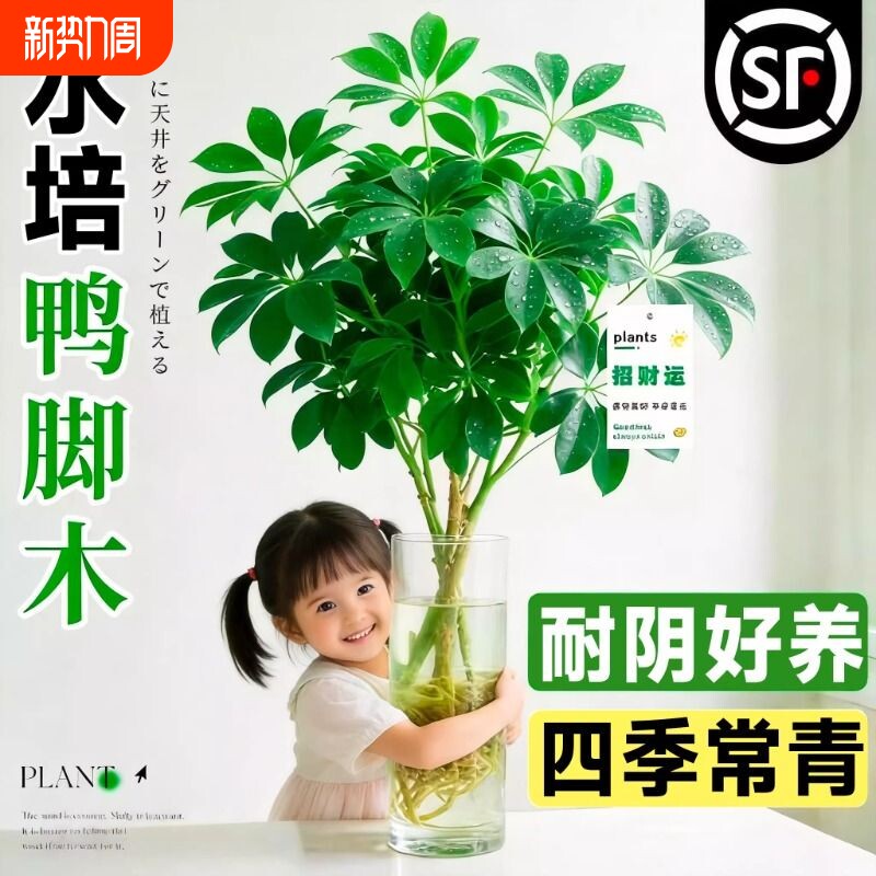 水培鸭脚木老桩八方来财树苗客厅盆栽绿植物办公室内桌面水养花卉