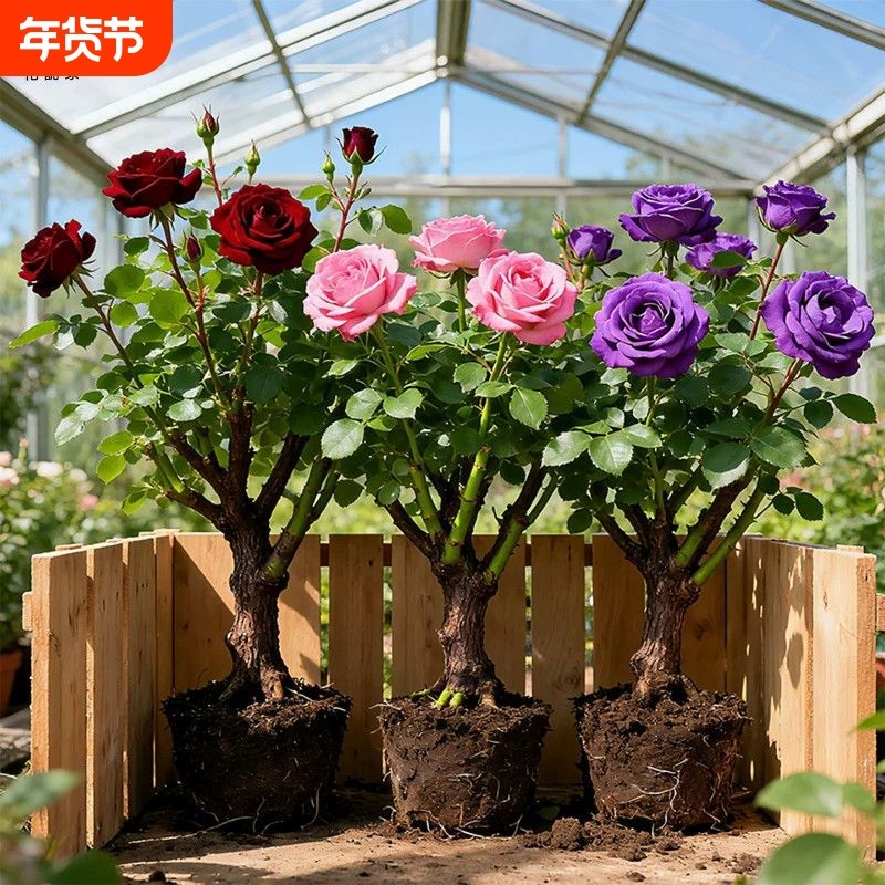玫瑰花苗老桩浓香型好养活花卉盆栽阳台庭院耐寒四季循环开花,鲜花速递/花卉仿真/绿植园艺,月季/蔷薇/玫瑰,淘宝优惠券,粉丝福利购,淘宝优惠卷