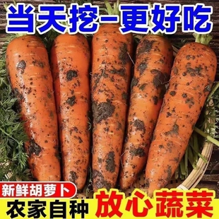 新鲜现挖胡萝卜当季新鲜时令蔬菜农家自种带泥生吃红萝卜5斤整箱