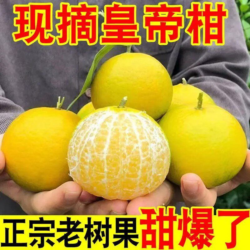 广西正宗皇帝柑9斤装大果新鲜黄帝柑桔当季孕妇水果贡柑橘子鲜果