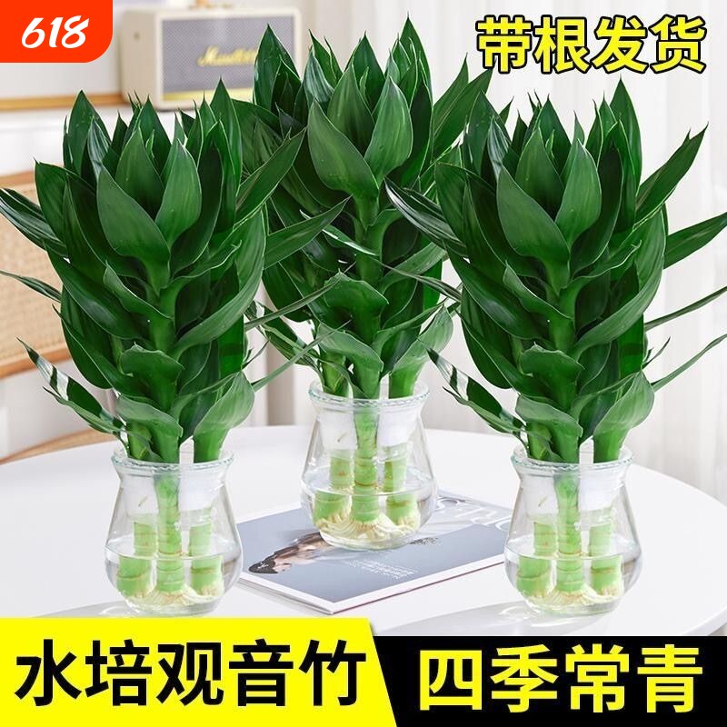 观音竹富贵竹水培植物花卉绿植绿萝室内盆栽转运竹子水养带根好养