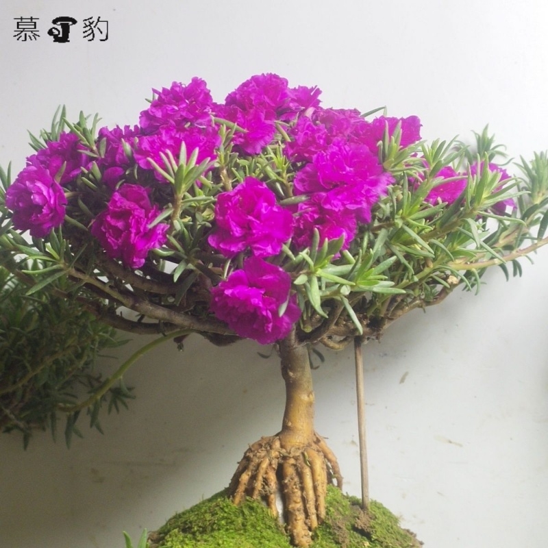 牡丹玫红王老桩,重瓣向日葵包对版多年生易养桌上