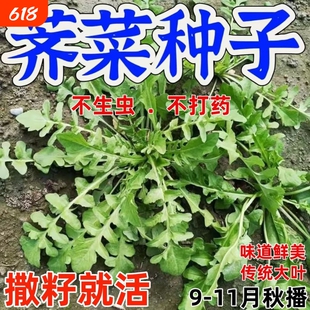 正宗野生荠菜种子野菜籽阳台盆栽特色四季播蔬菜种子耐寒越冬秋冬
